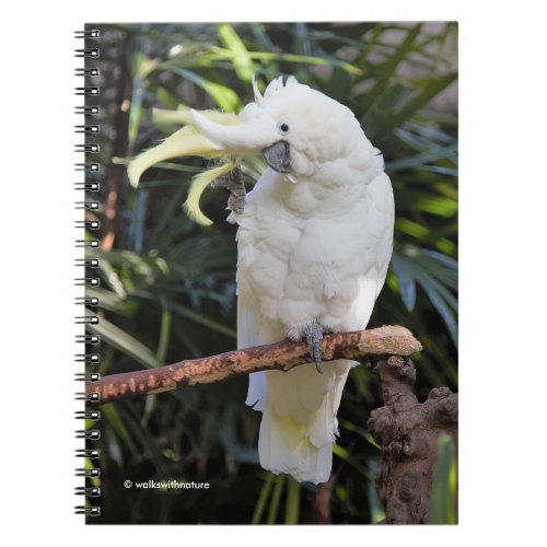 Sulfur_Crested Cockatoo Waves at the Photographer Notebook
