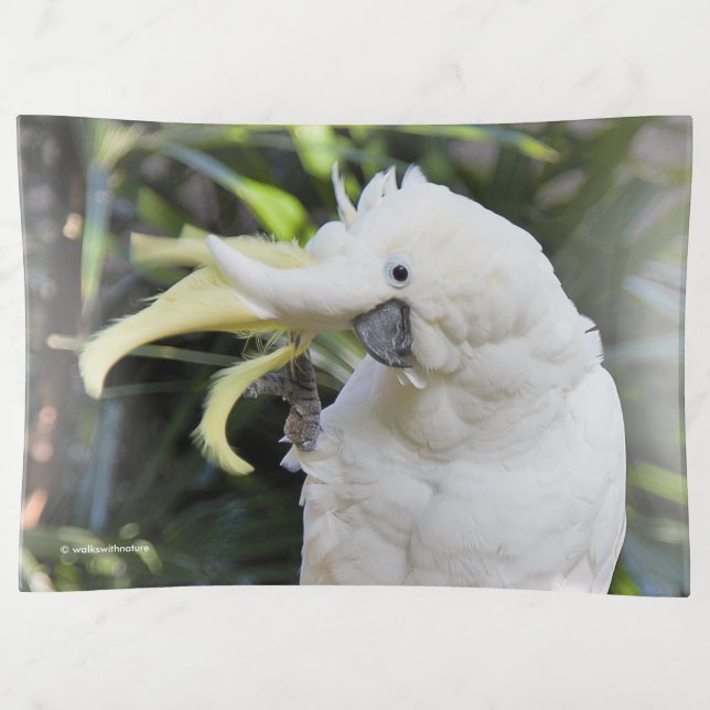 Sulfur-Crested Cockatoo Waves at the Photographer Trinket Tray (Front)