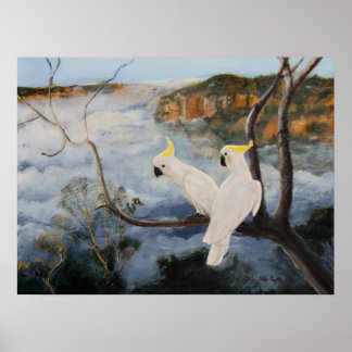 Sulfur Crested Cockatoos in The Blue Mountains Poster