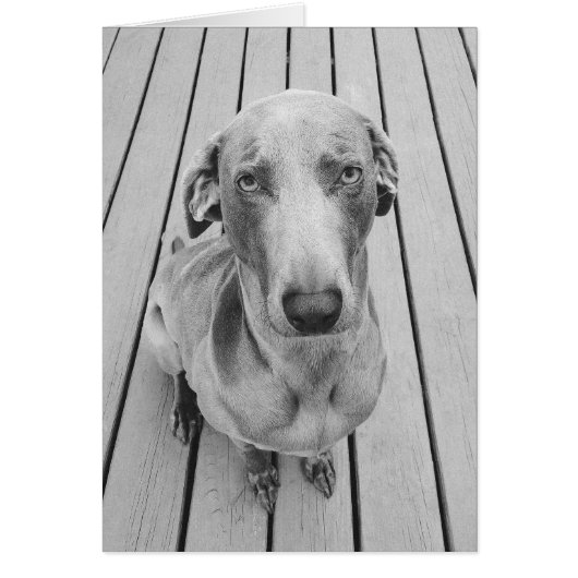 Sullen Weimaraner B&W Cards (Front)