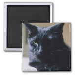 Sully, By H.a.s. Arts Magnet at Zazzle