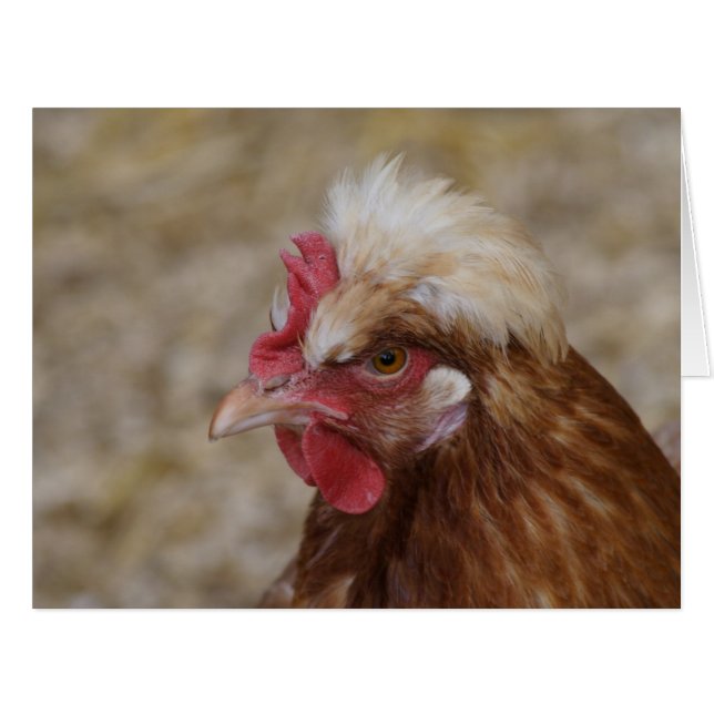 Sulmtaler Hen Cards (Front Horizontal)