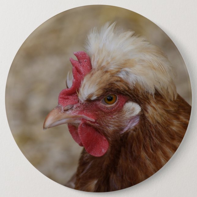 Sulmtaler Hen Pinback Button (Front)