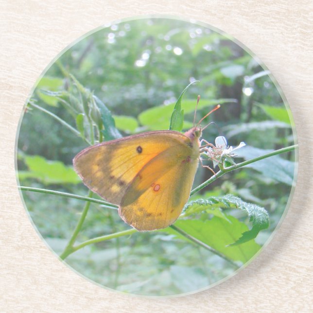 Sulpher Butterfly Drink Coaster (Front)