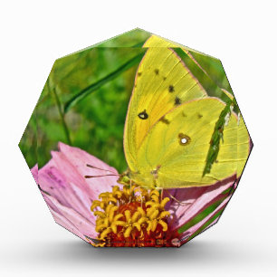 Sulphur Butterfly Acrylic Award
