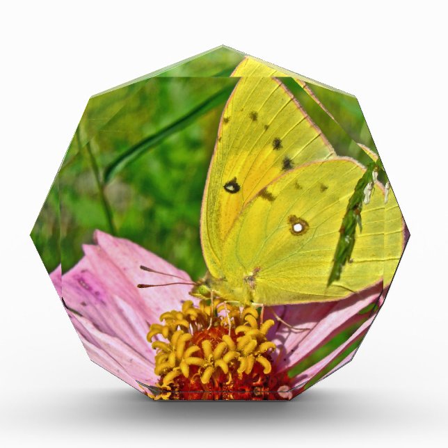 Sulphur Butterfly Acrylic Award (Front)