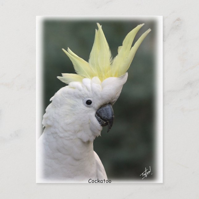 Sulphur Crested Cockatoo 9Y331D-005 Postcard (Front)
