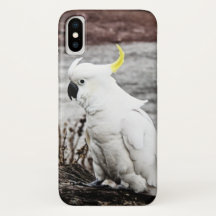 Sulphur-Crested Cockatoo