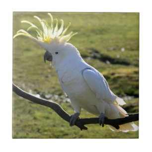 Sulphur-Crested Cockatoo in Australia Ceramic Tile