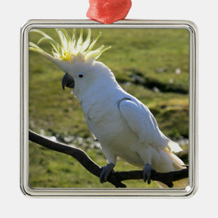Sulphur-Crested Cockatoo in Australia Metal Ornament