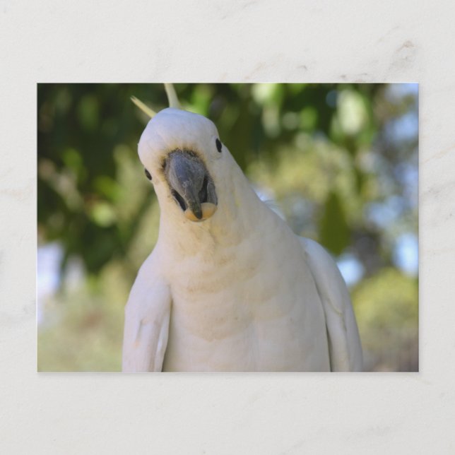 Sulphur crested cockatoo Kakadu Postcard (Front)