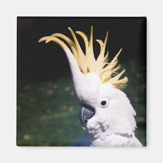 Sulphur-crested Cockatoo Magnet (Front)