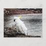 Sulphur-Crested Cockatoo Postcard