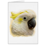 Sulphur Crested Cockatoo Realistic Painting Greeting Card