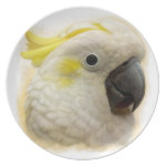 Sulphur Crested Cockatoo Realistic Painting Melamine Plate