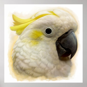 Sulphur Crested Cockatoo realistic painting Poster