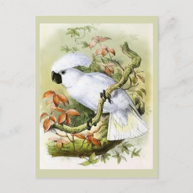 Sulphur-Crested Cockatoo Vintage Illustration Postcard (Front)