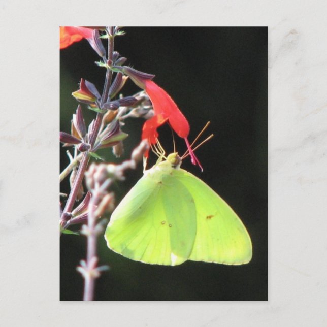 Sulphur on Salvia Postcard (Front)