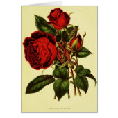 Sultan of Zanzibar Rose (Front)