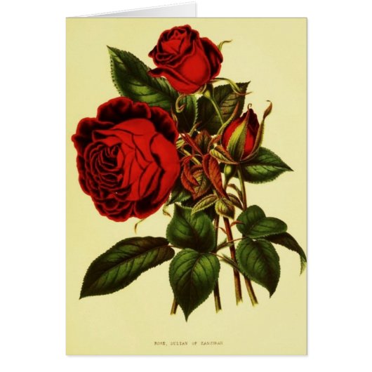 Sultan of Zanzibar Rose Cards (Front)