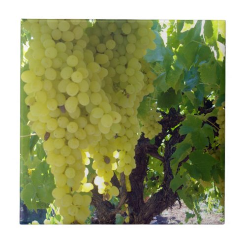 Sultana Grapes On A Grape Vine  Ceramic Tile