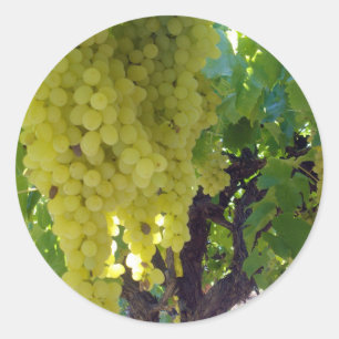 Sultana Grapes On A Grape Vine, Classic Round Sticker