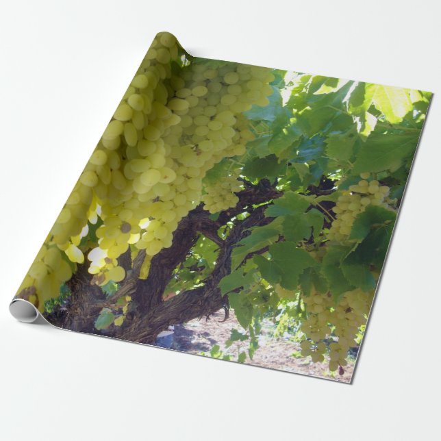 Sultana Grapes On A Grape Vine, Wrapping Paper (Unrolled)