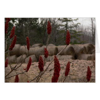Sumac and Hay Cards