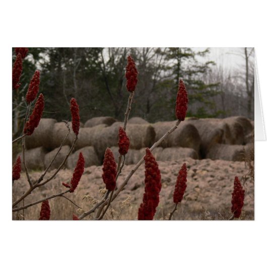 Sumac and Hay Cards (Front Horizontal)