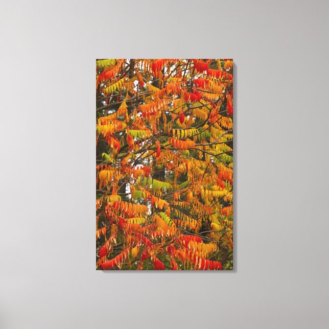 Sumac tree in autumn color in Whitefish, Canvas Print (Front)