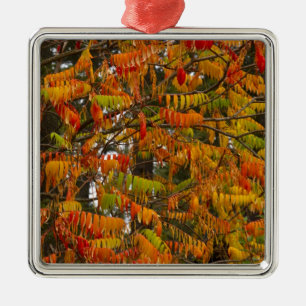 Sumac tree in autumn color in Whitefish, Metal Ornament