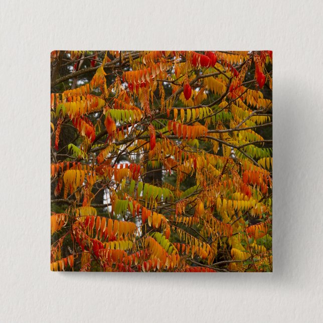 Sumac tree in autumn color in Whitefish, Pinback Button (Front)
