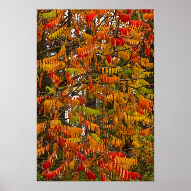 Sumac tree in autumn color in Whitefish, Poster (Front)