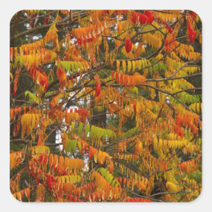 Sumac tree in autumn color in Whitefish, Square Sticker