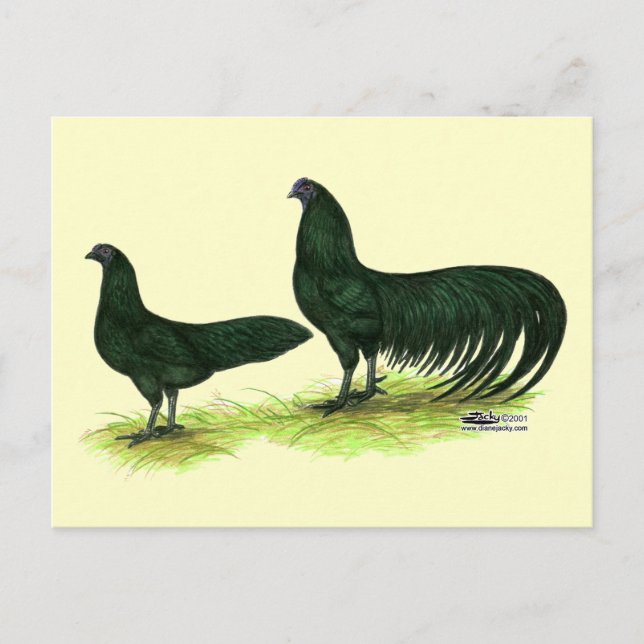 Sumatra Black Chickens Postcard (Front)