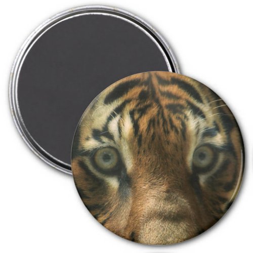 Sumatra Tiger EYES Magnet