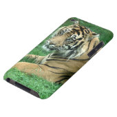 Sumatra Tiger On Your iPod Touch Case-Mate iPod Touch Cover (Bottom)
