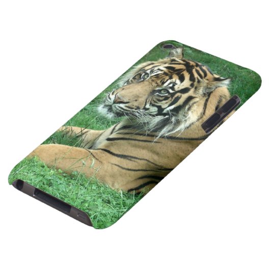 Sumatra Tiger On Your iPod Touch Case-Mate iPod Touch Cover (Bottom)