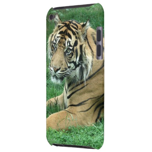 Sumatra Tiger On Your iPod Touch Case-Mate iPod Touch Cover (Back Left)