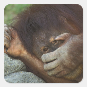 Sumatran Orangutan, Pongo pygmaeus Square Sticker