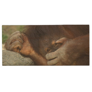 Sumatran Orangutan, Pongo pygmaeus Wood USB Flash Drive