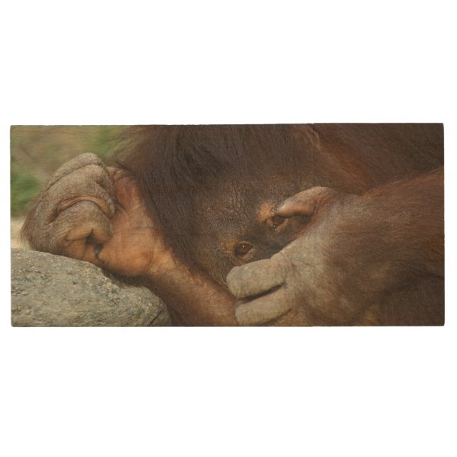 Sumatran Orangutan, Pongo pygmaeus Wood USB Flash Drive (Front)