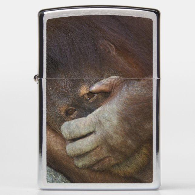 Sumatran Orangutan, Pongo pygmaeus Zippo Lighter (Front)