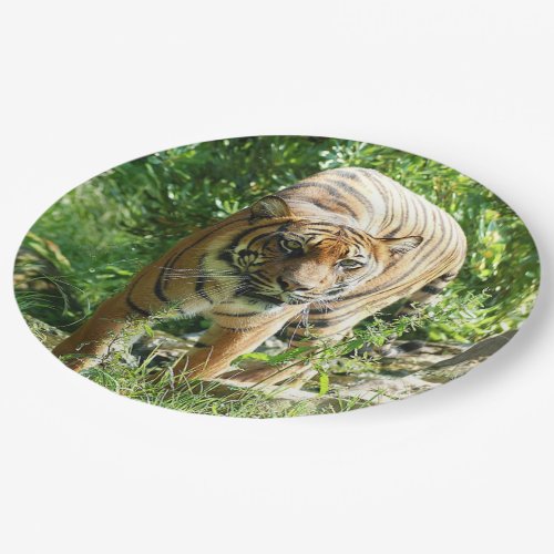 Sumatran Tiger 1 Paper Plates