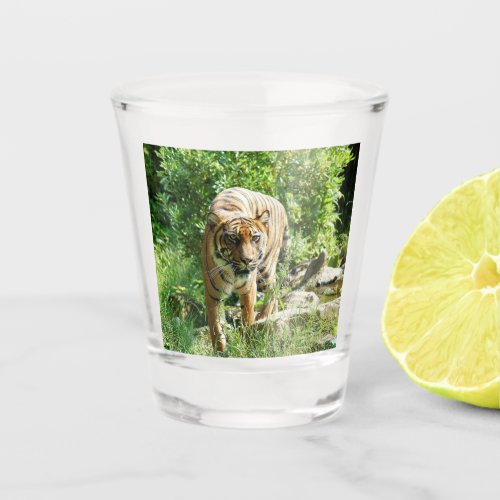 Sumatran Tiger 1 Shot Glass