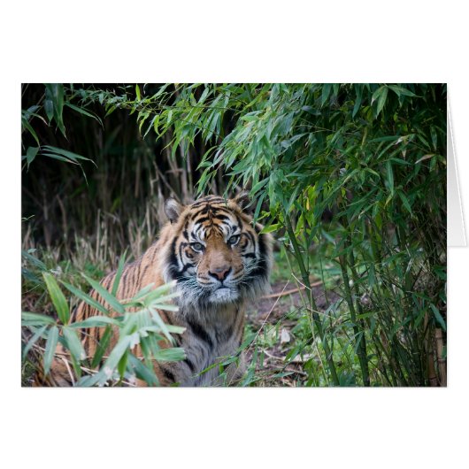 Sumatran tiger cards (Front Horizontal)
