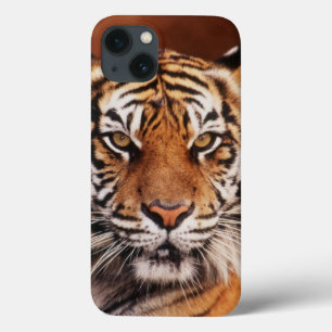 Sumatran Tiger iPhone 13 Case
