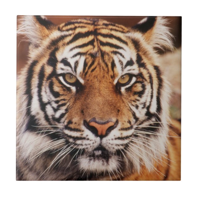 Sumatran Tiger Ceramic Tile (Front)