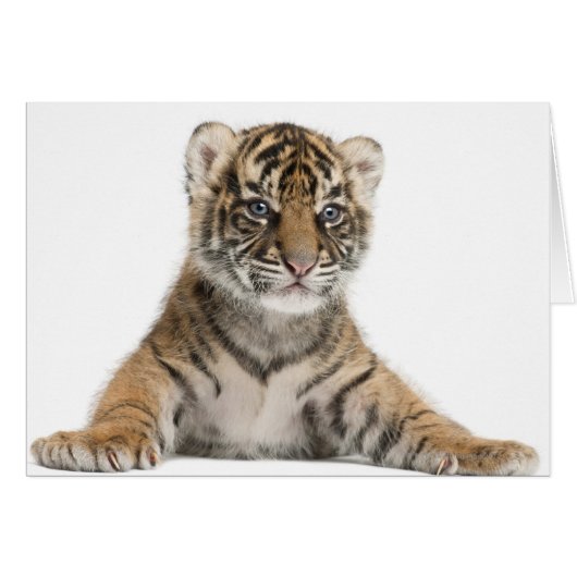 Sumatran Tiger cub Cards (Front Horizontal)