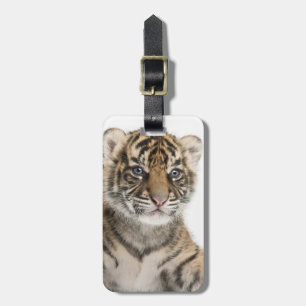 Sumatran Tiger cub Luggage Tag